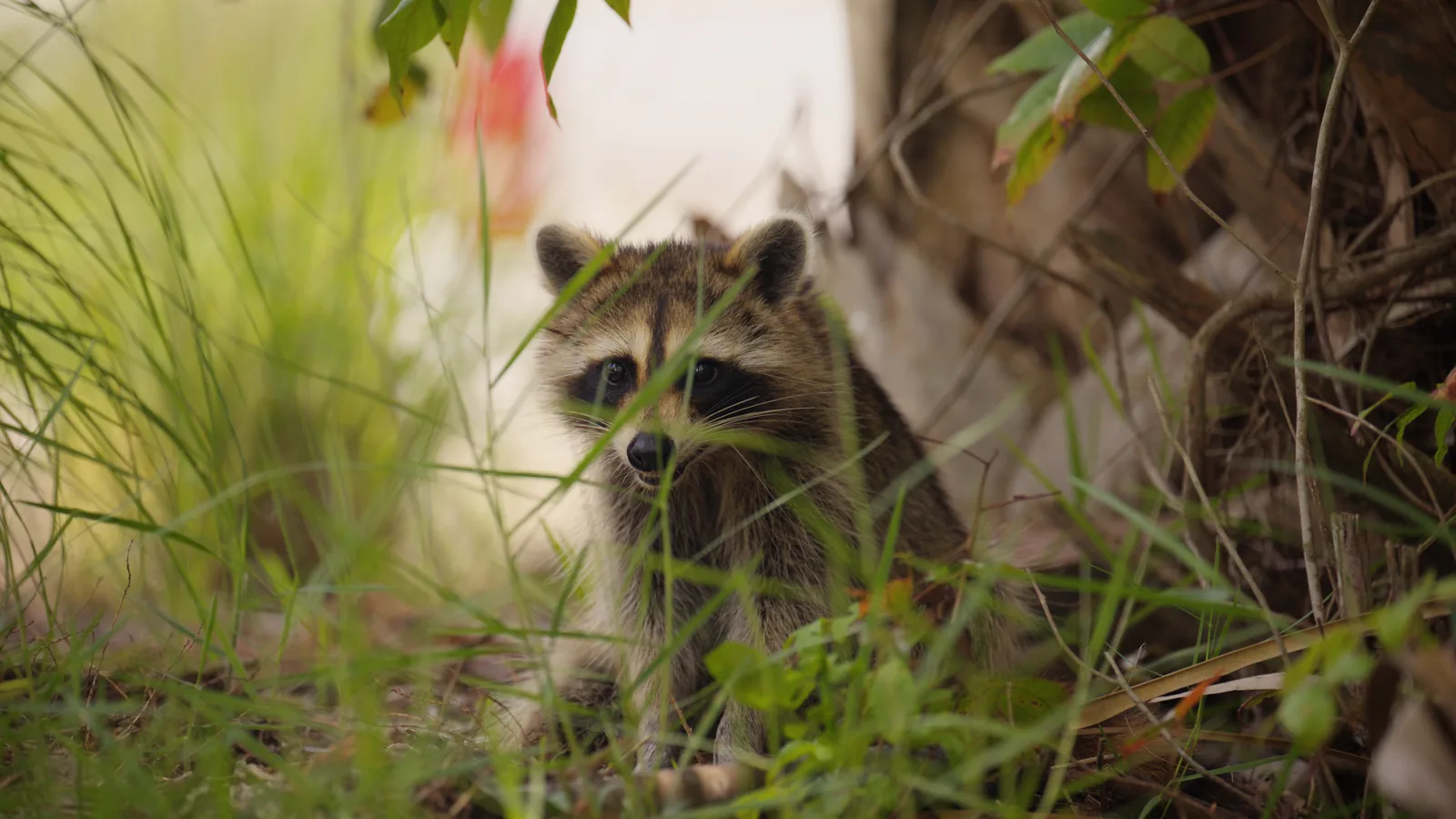 A raccoon in grass through PursuitLuts Travel, the background soft and light.