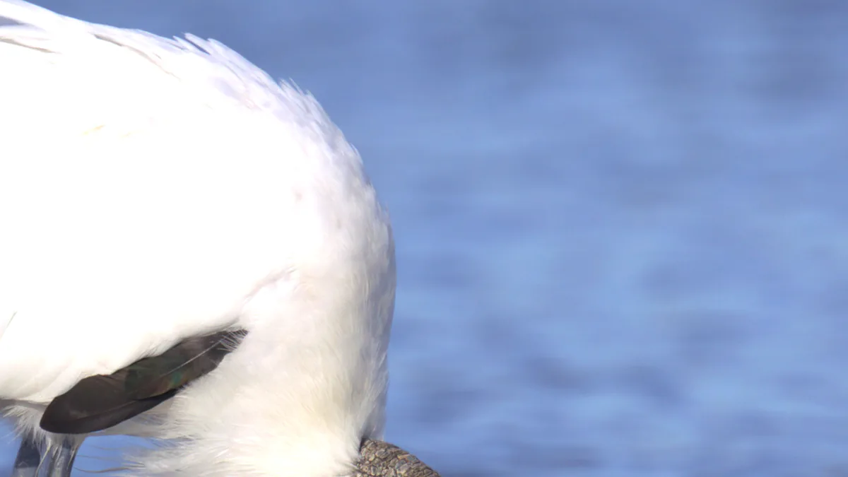 The same feathers without PursuitLuts, flattened into one white shape.