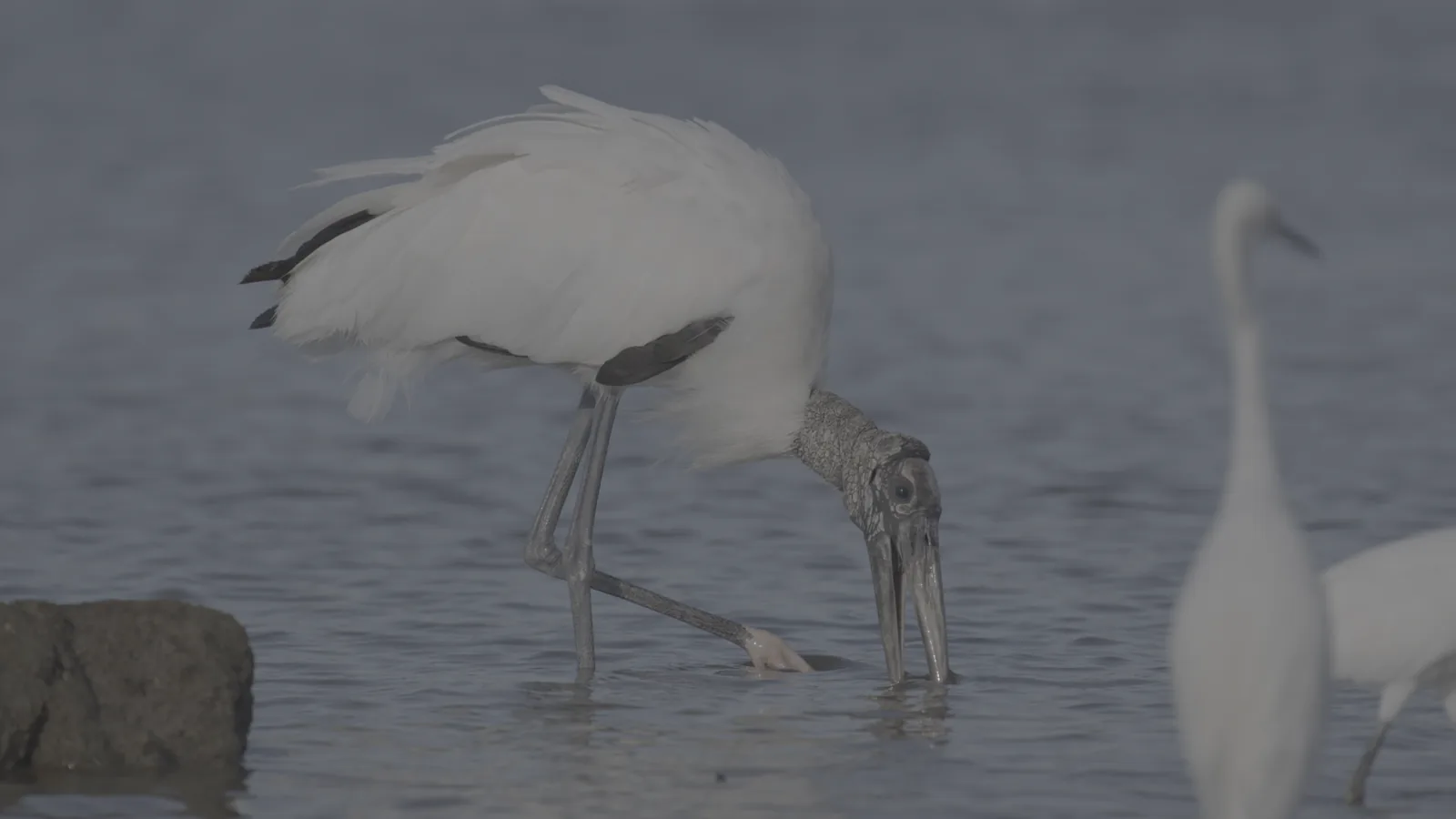 A wood stork feeding in shallow water, flat and gray straight out of the camera.