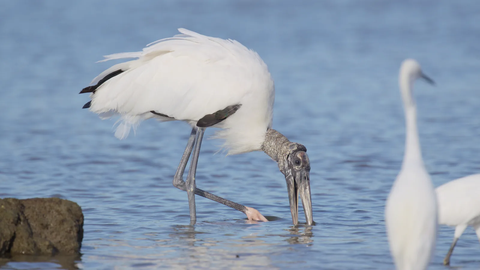 The same frame through PursuitLuts: natural blue water and white feathers that still show texture.