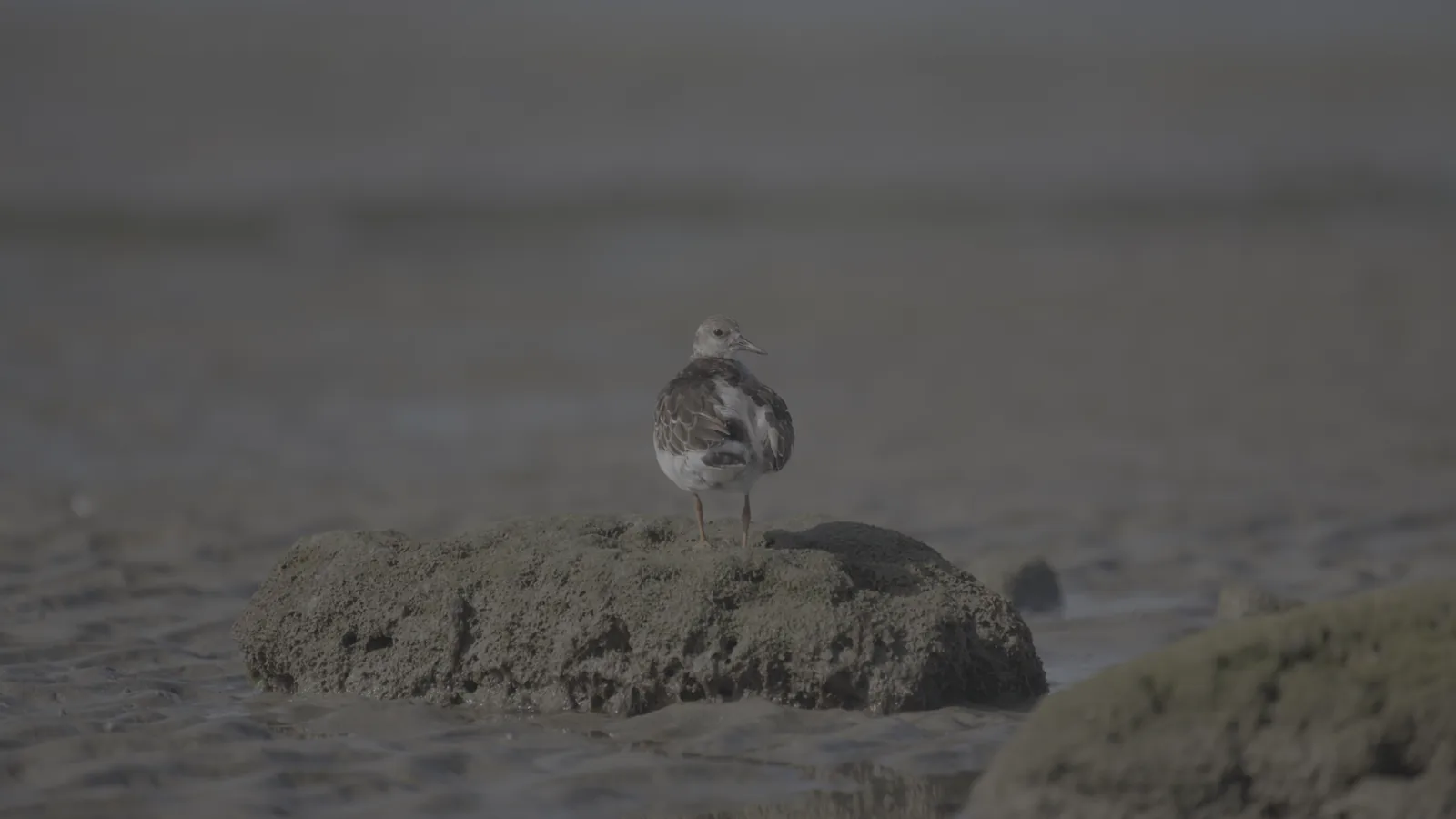 A turnstone on a rock, flat and gray straight out of the camera.