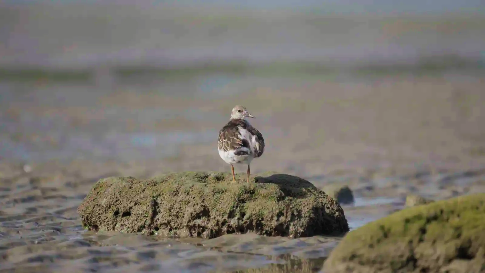 The same frame through PursuitLuts, with green moss on the rock and warm wet sand.
